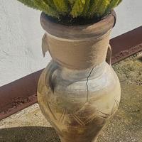 vaso con pianta 