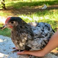 Australorp