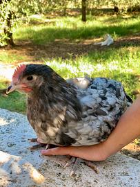 Australorp