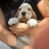 Disponibili meravigliosi cuccioli di cocker