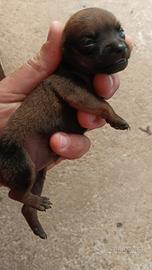 Cucciola di pincher piccolissima taglia