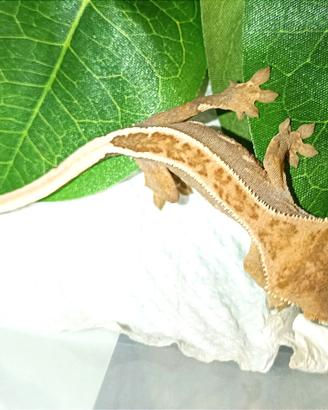 Geco ciliatos baby a San Giuliano Milanese
