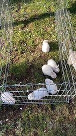 Coniglietti australiani