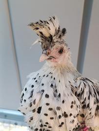 Pulcini Appenzeller Spitzhaube argento