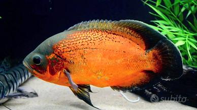 Pesci Oscar, ciclidi predatori
