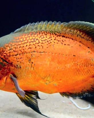 Pesci Oscar, ciclidi predatori