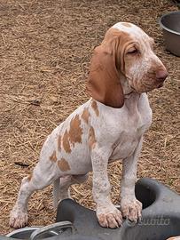 Bracco italiano cuccioli