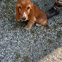 Cuccioli di Cocker Spaniel