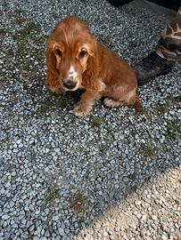 Cuccioli di Cocker Spaniel
