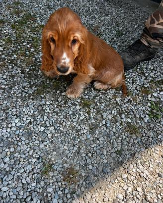 Cuccioli di Cocker Spaniel