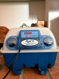 Incubatrice borotto real 12