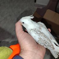 Pullo da imbecco di calopsite