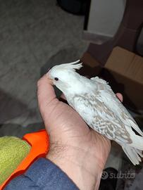 Pullo da imbecco di calopsite