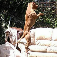 American Pitbull terrier