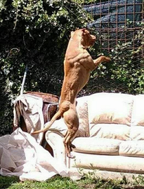 American Pitbull terrier