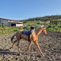 Cavallo puledro palomino