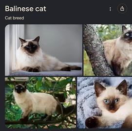 Gatto Balinese Maschio