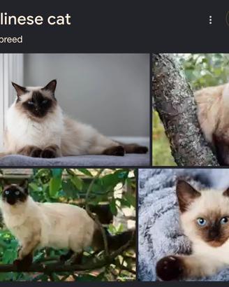Gatto Balinese Maschio