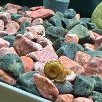 Lumache d'acqua dolce Planorbarius