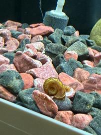 Lumache d'acqua dolce Planorbarius