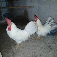 Galetti di livornese