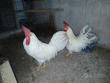 Galetti di livornese