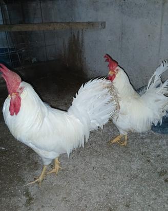 Galetti di livornese