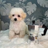 Cucciolo di barboncino