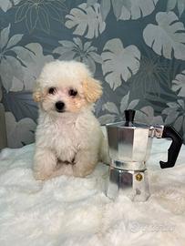 Cucciolo di barboncino