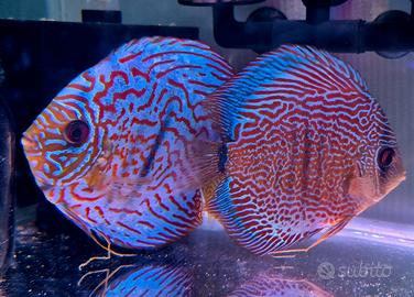 Coppia Discus