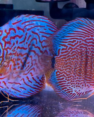 Coppia Discus