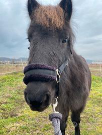 V endo pony shetland