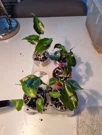 alocasia venom pianta 