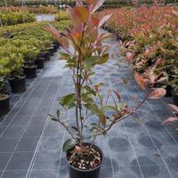 Photinia Red Robin Vaso 18