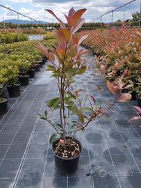 Photinia Red Robin Vaso 18
