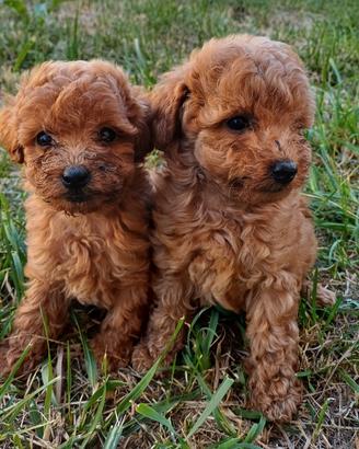 Cuccioli di barboncino toy