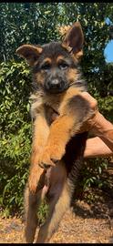 Cuccioli di pastore tedesco con pedigree