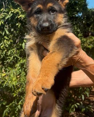 Cuccioli di pastore tedesco con pedigree