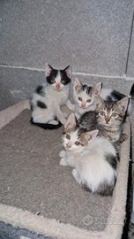 Gattini appena svezzati