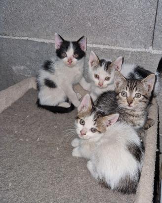 Gattini appena svezzati