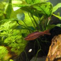 9 barbi ciliegia (barbus titteya)