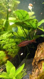 9 barbi ciliegia (barbus titteya)