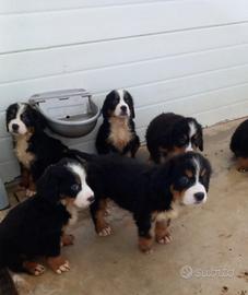 Bovaro del bernese