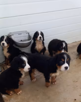 Bovaro del bernese