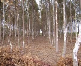 Terreno adibito ad arboricoltura a Zerfaliu