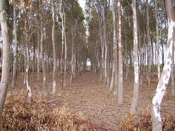 Terreno adibito ad arboricoltura a Zerfaliu