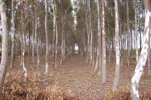Terreno adibito ad arboricoltura a Zerfaliu