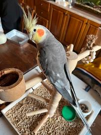 Calopsite dolcissimo + gabbia