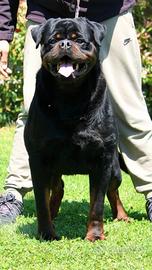Cuccioli rottweiler