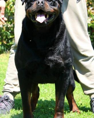 Cuccioli rottweiler